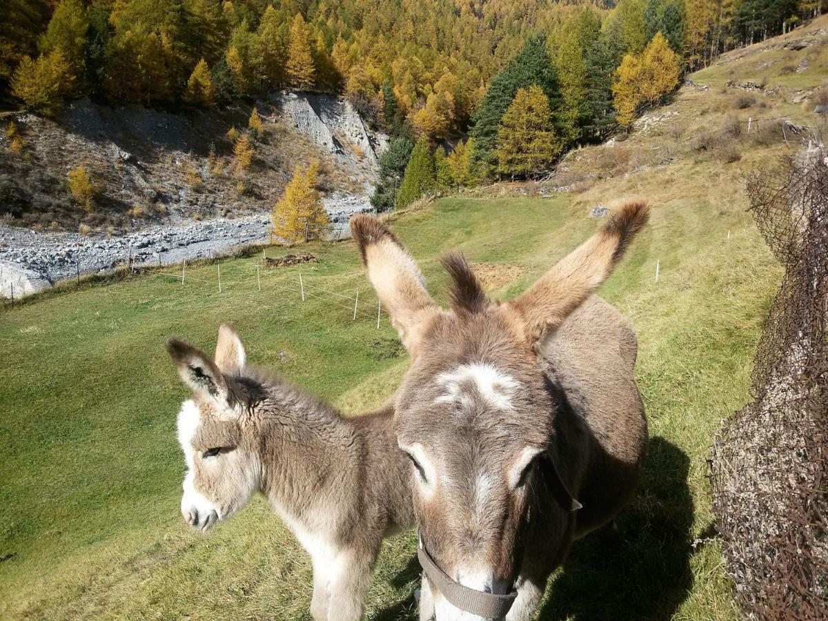Appartamento Casa Zebrusius - Zebrusius'S App Valfurva Esterno foto